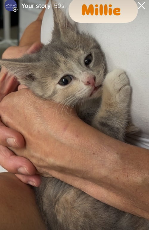 picture of the cat needing adoption
