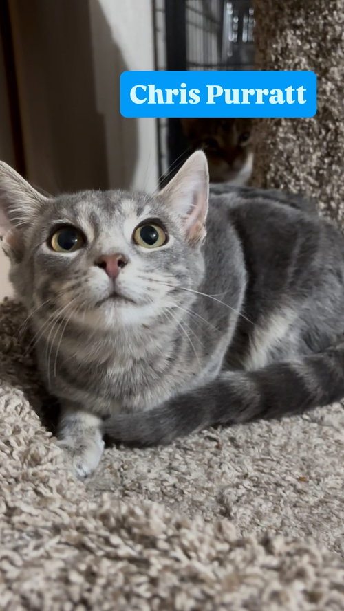 picture of the cat needing adoption