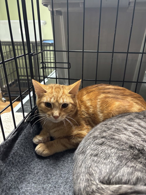 picture of the cat needing adoption