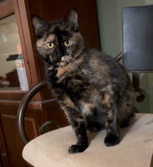 picture of the cat needing adoption