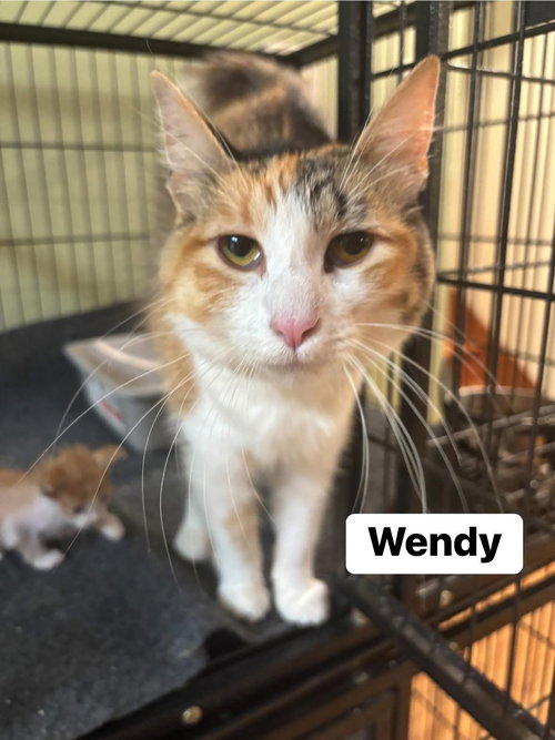picture of the cat needing adoption