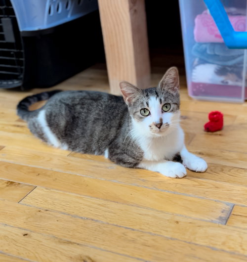 picture of the cat needing adoption