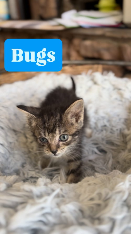 picture of the cat needing adoption