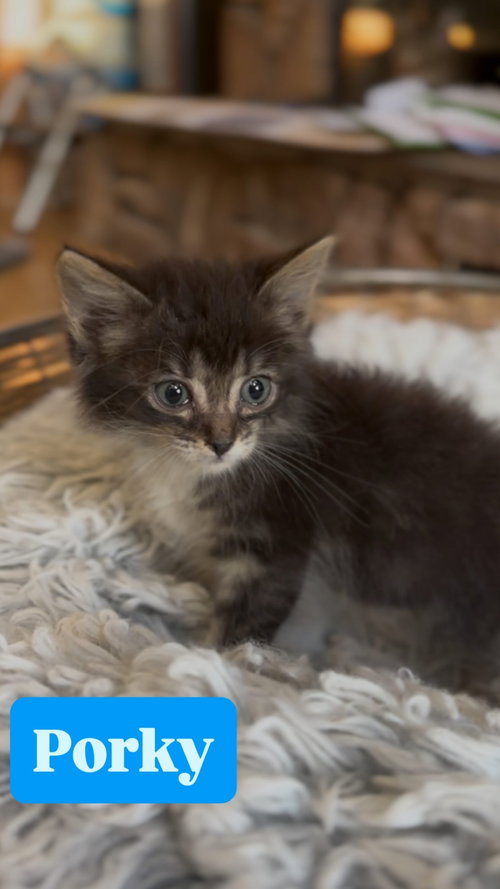 picture of the cat needing adoption