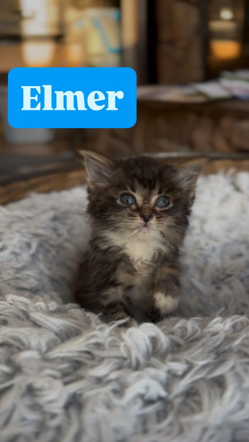 picture of the cat needing adoption