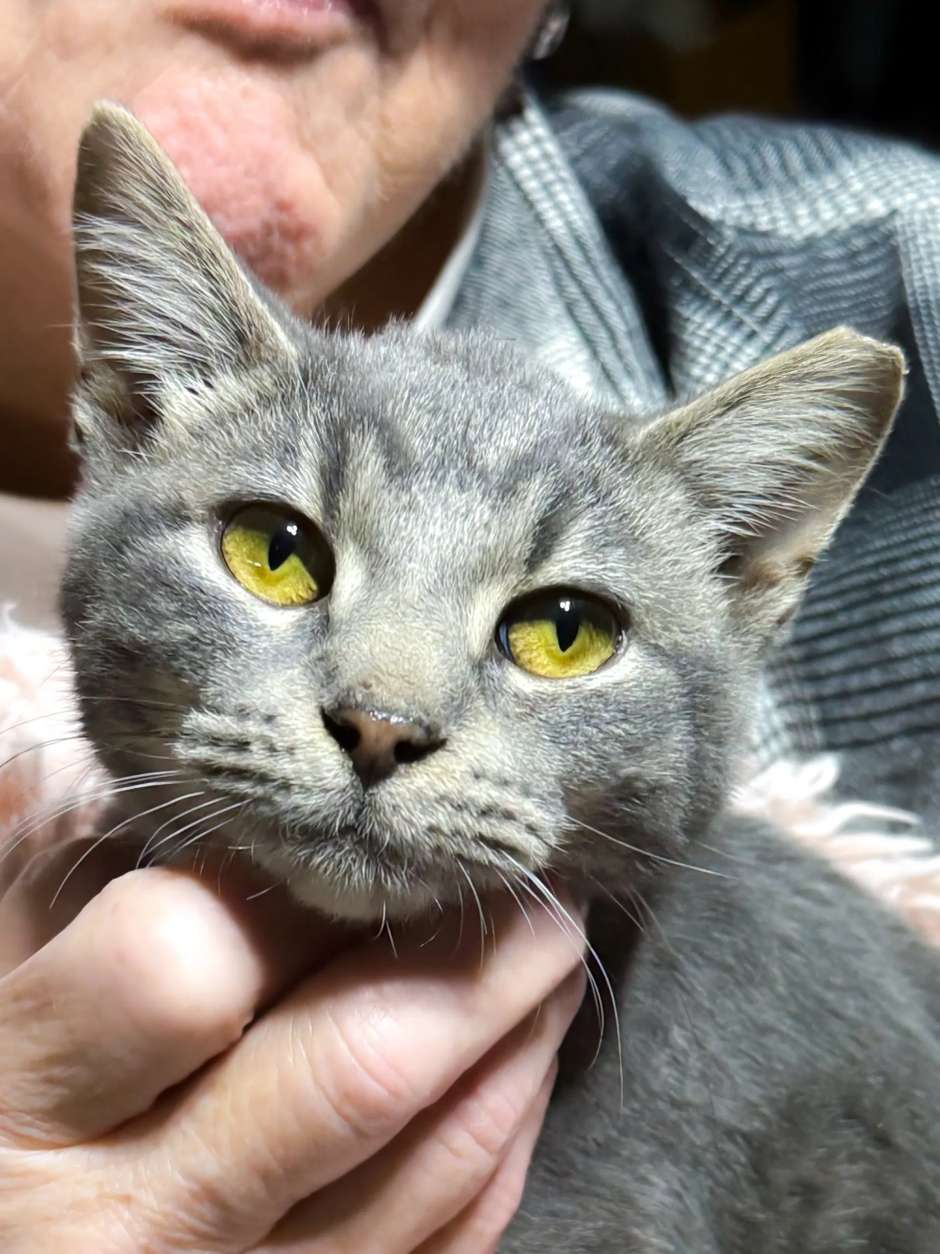 Emmy Grey - Domestic Short Hair