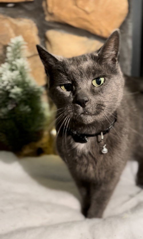 Earl Grey, Domestic Short Hair, cat for adoption in Crown Point, Indiana