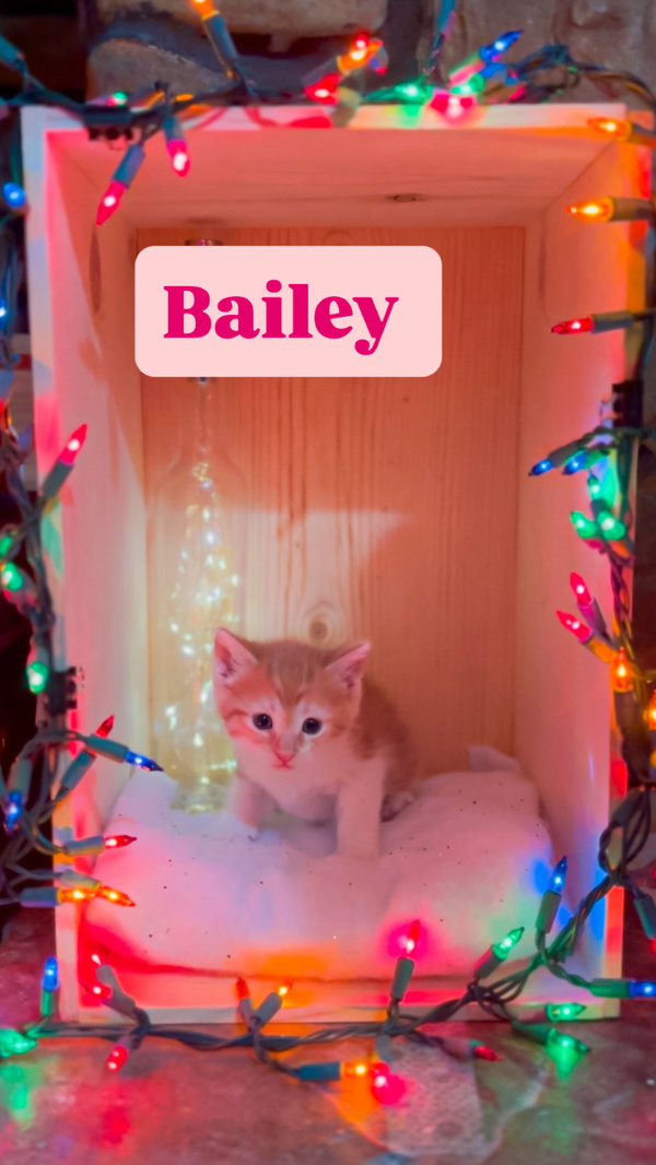 Bailey