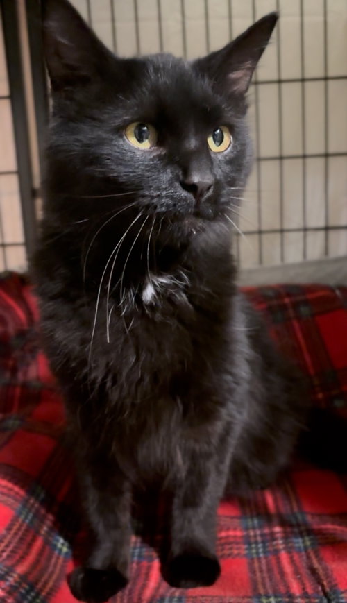 RAVEN - Domestic Long Hair available for adoption