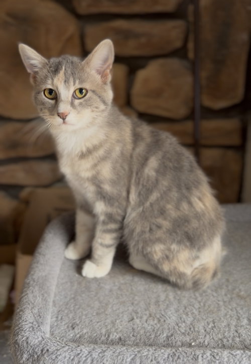 picture of the cat needing adoption