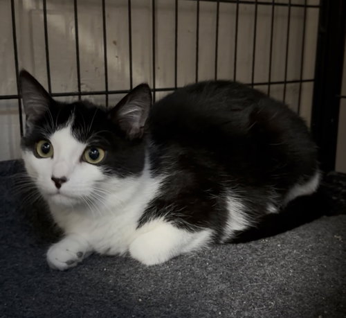 picture of the cat needing adoption