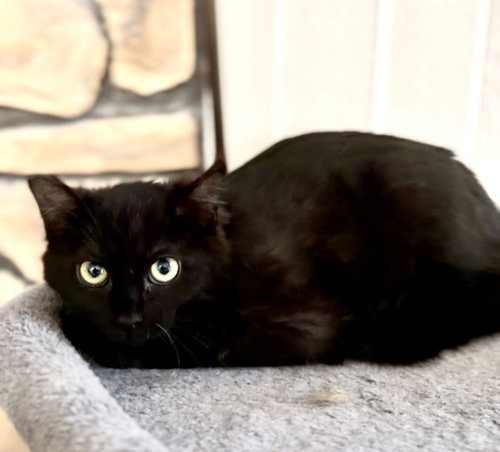 picture of the cat needing adoption