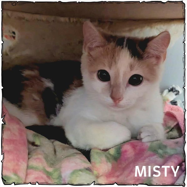 Misty
