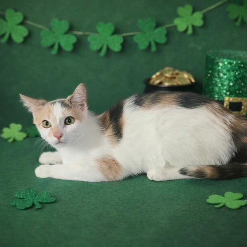 picture of the cat needing adoption