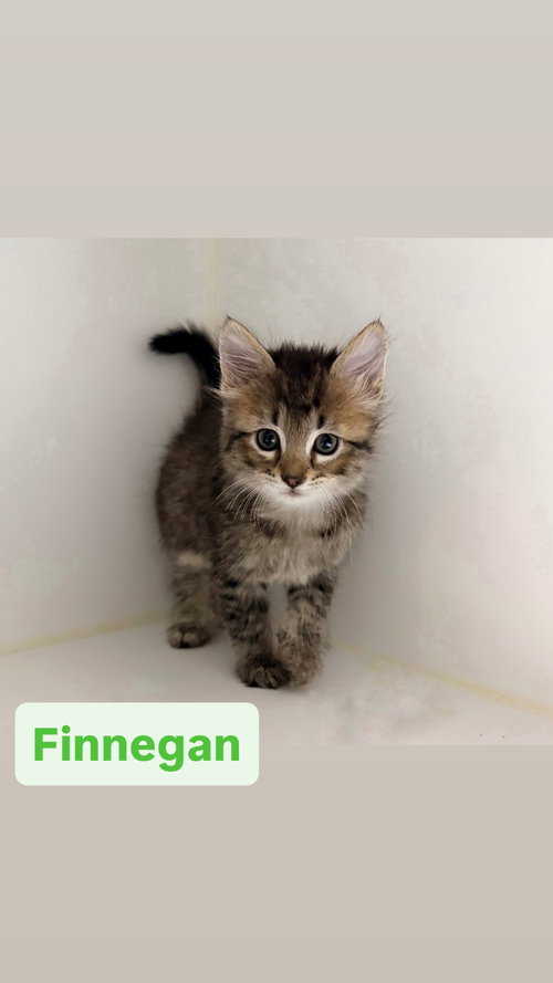 picture of the cat needing adoption