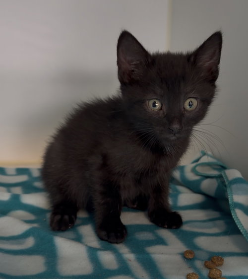 picture of the cat needing adoption