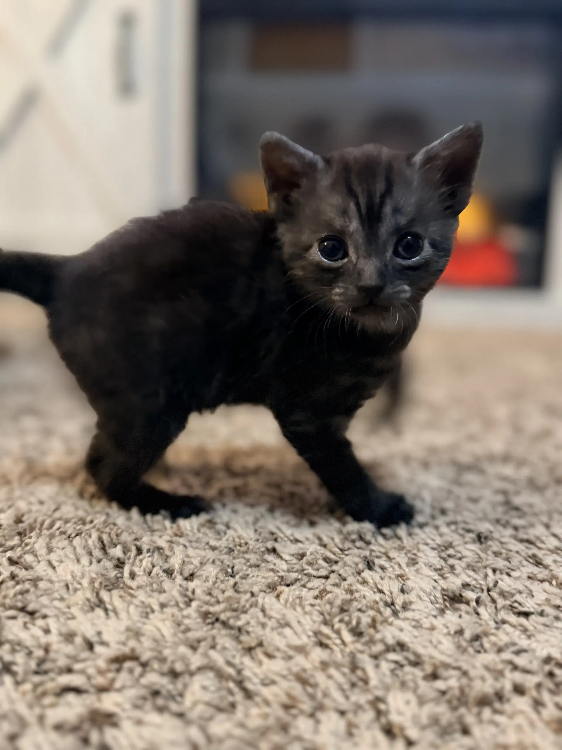 Naomi - Domestic Long Hair