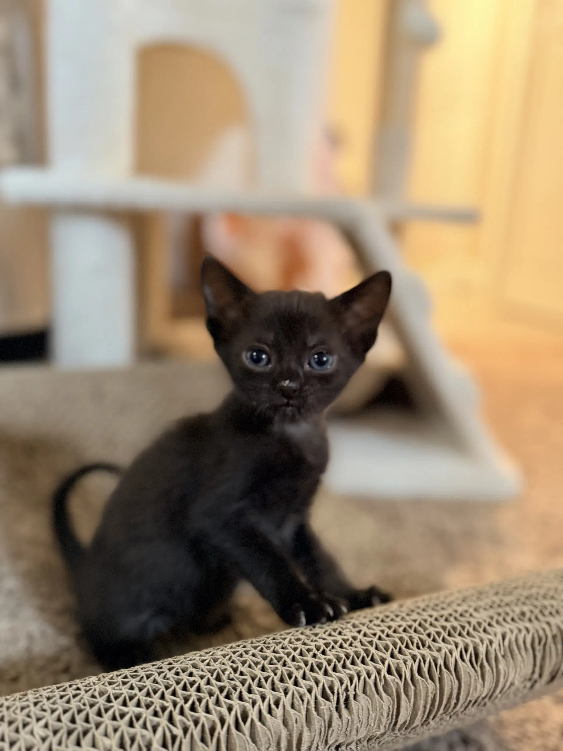 Venus - Domestic Short Hair