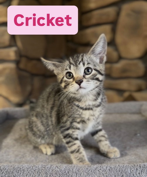 picture of the cat needing adoption