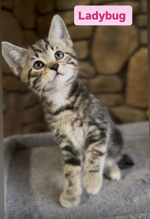 picture of the cat needing adoption
