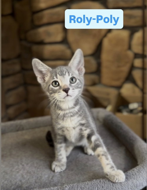 picture of the cat needing adoption