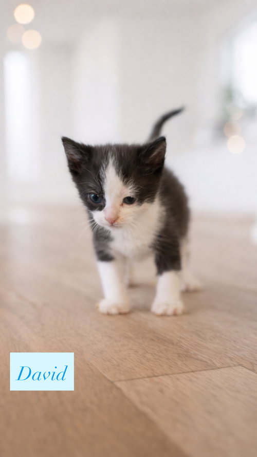David, an adoptable Domestic Short Hair in Crown Point, IN