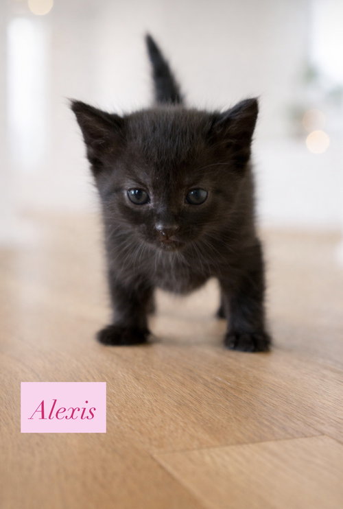 Alexis, an adoptable Domestic Short Hair in Crown Point, IN