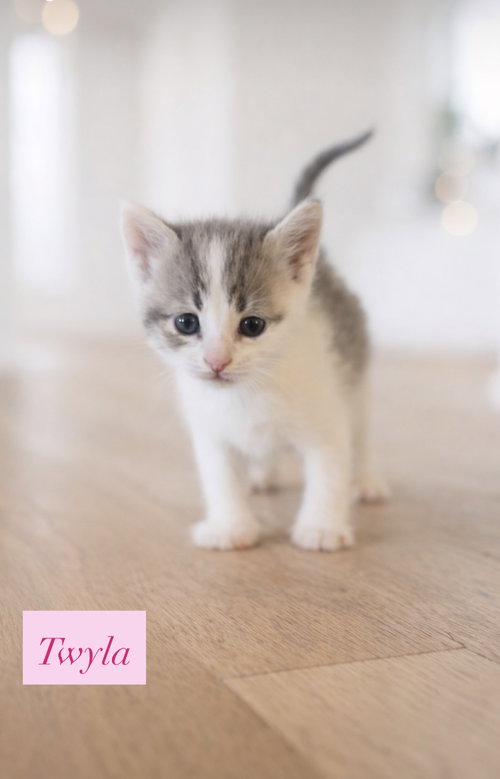 Twyla, an adoptable Domestic Short Hair in Crown Point, IN