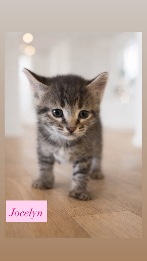 Jocelyn, an adoptable Domestic Short Hair in Crown Point, IN