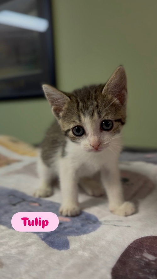 Tulip, an adoptable Tabby in Crown Point, IN