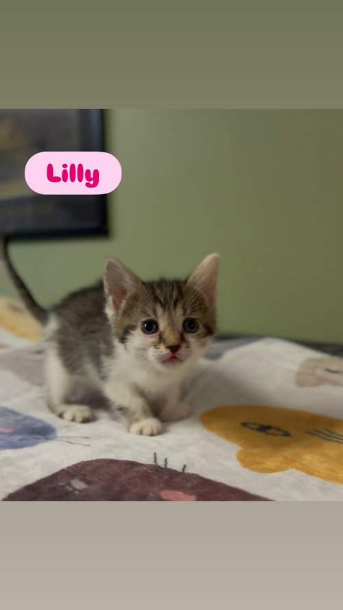 Lilly, Tabby, cat for adoption in Crown Point, Indiana