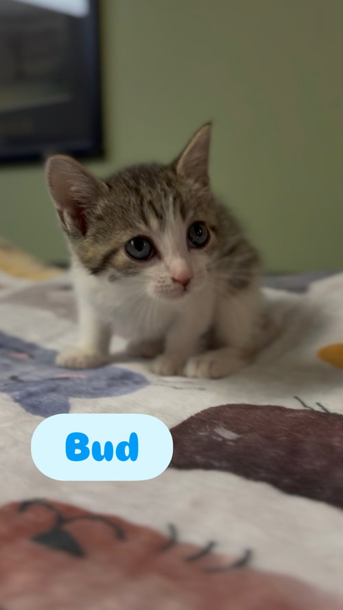 Bud, an adoptable Tabby in Crown Point, IN