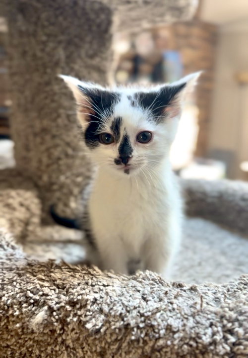 Zander, an adoptable Domestic Medium Hair in Crown Point, IN