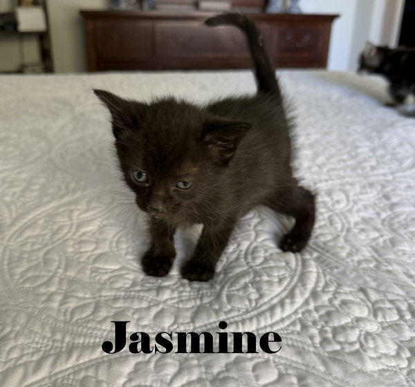 Jasmine