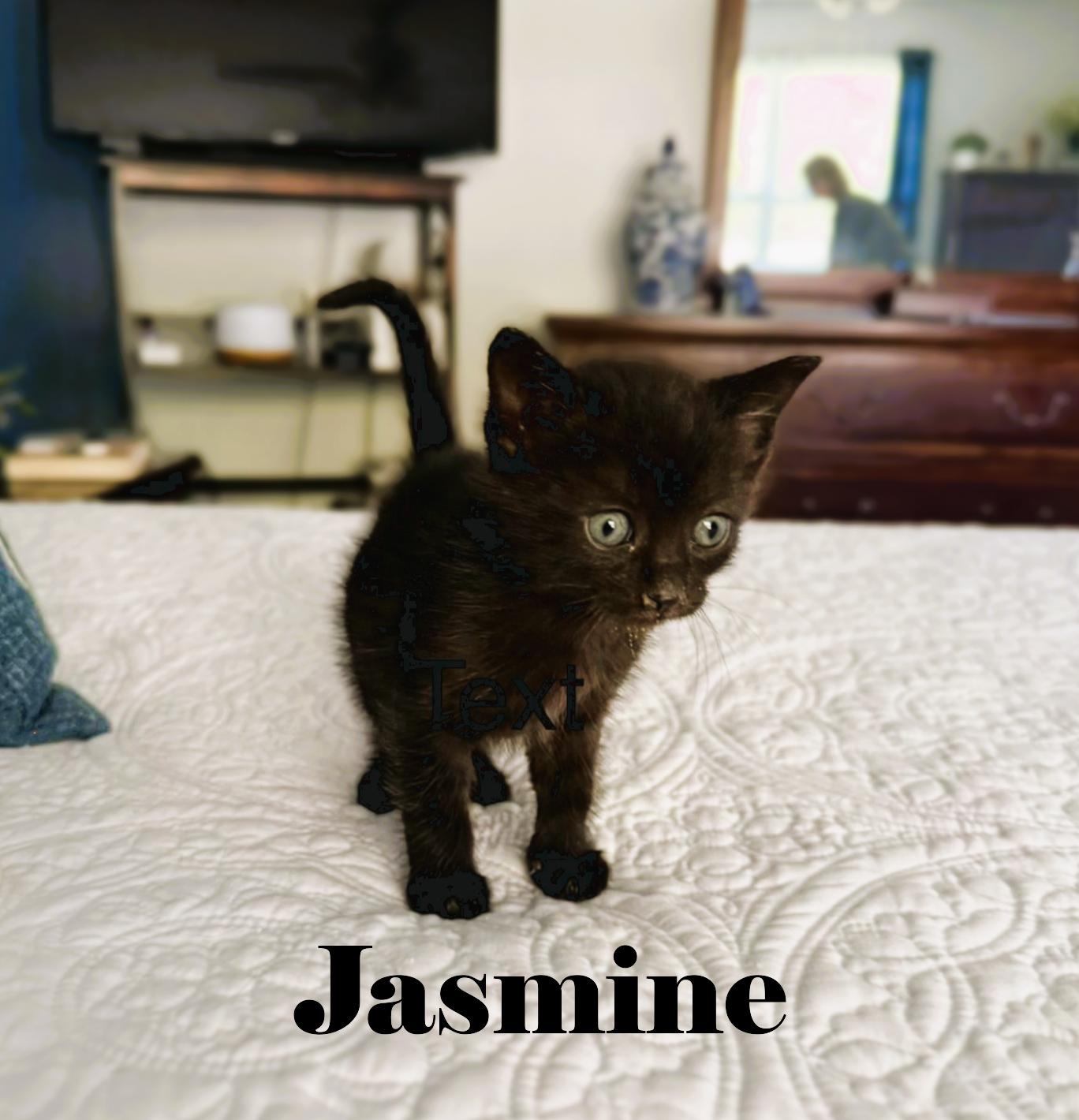 Jasmine