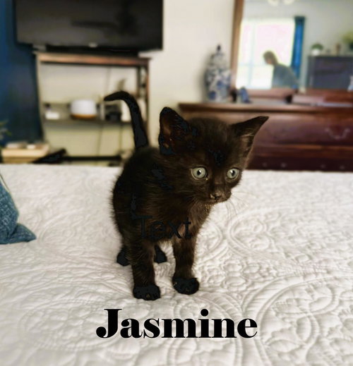 Jasmine, an adoptable American Shorthair in Crown Point, IN