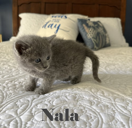 Nala, an adoptable American Shorthair in Crown Point, IN
