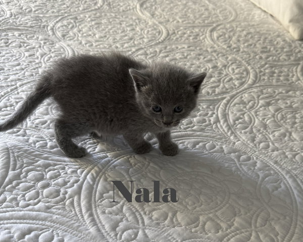 Nala