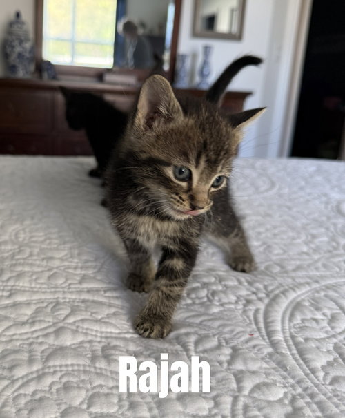 Rajah, Tabby, cat for adoption in Crown Point, Indiana