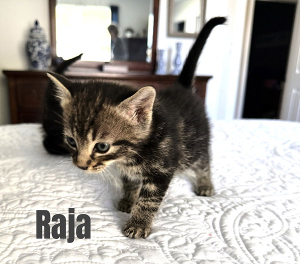 Raja