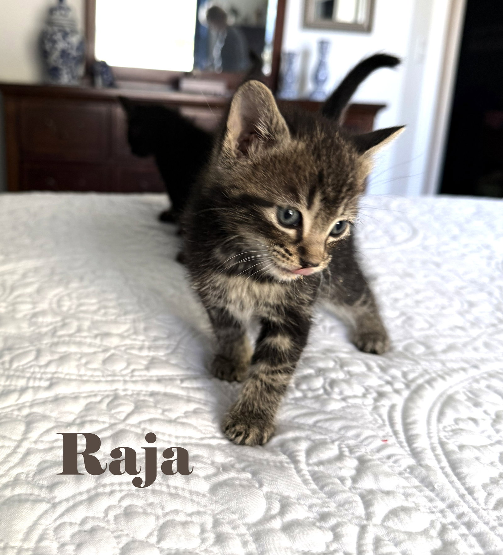 Raja