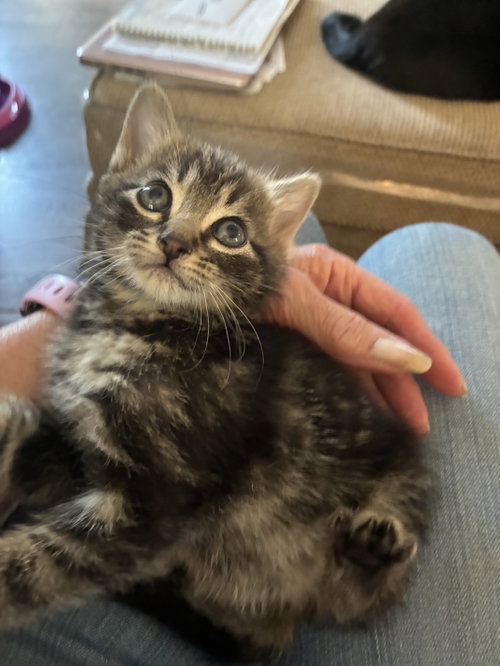 Rajah, an adoptable Tabby in Crown Point, IN