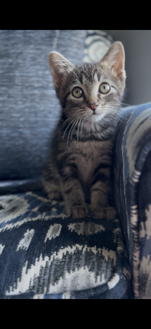 Rajah, Tabby, cat for adoption in Calumet City, Illinois
