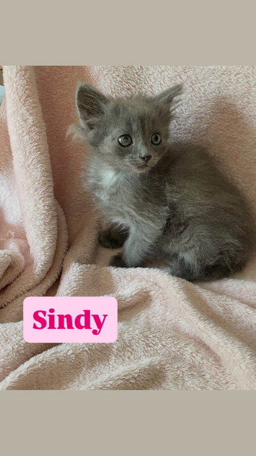 Sindy