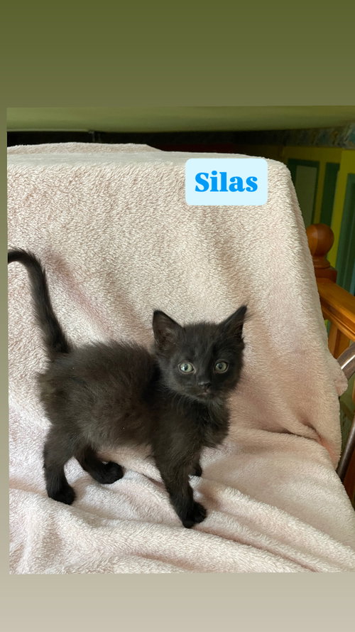 Silas