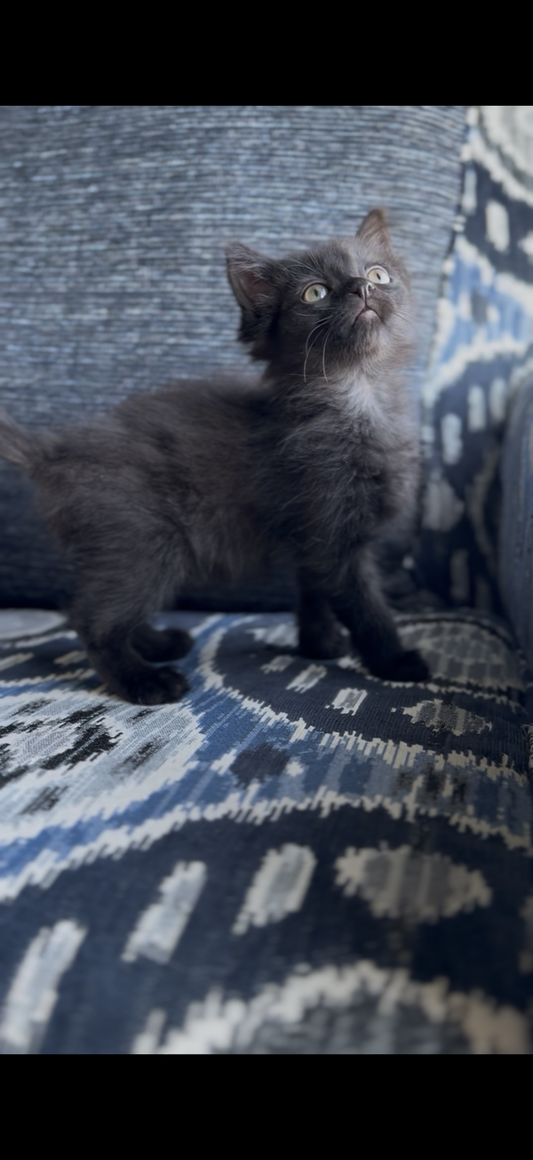 Silas