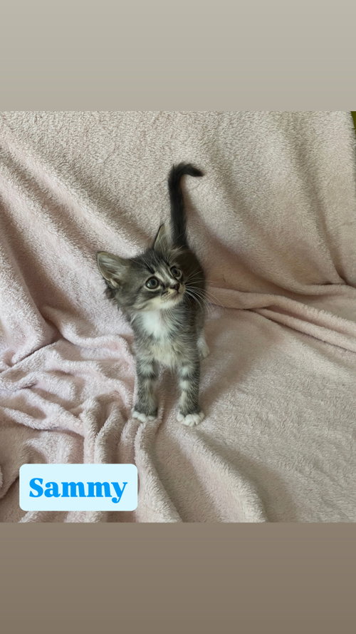 Sammy