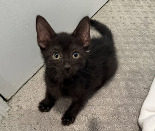 Illini, Bombay, cat for adoption in Calumet City, Illinois