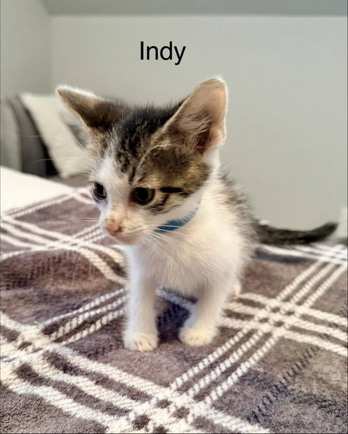 Indy