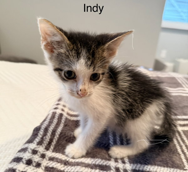 Indy